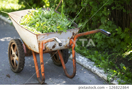 A metal cart with green shaved branches. Cutting bushes. A metal cart with green shaved branches. Cutting bushes. 126822864