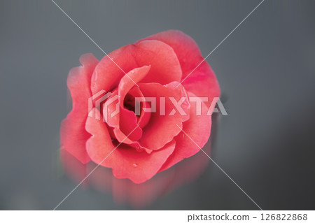 Close-up of a red rose flower on a blurred gray background with reflection. Close-up of a red rose flower on a blurred gray background with reflection. 126822868