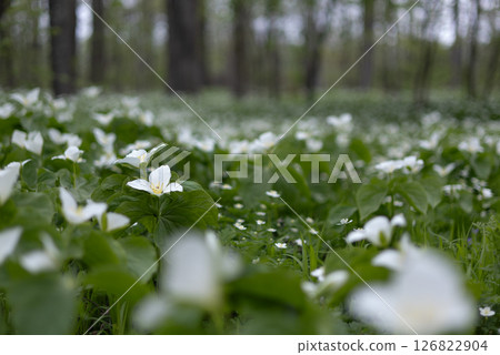 Rokka no Mori: Trillium nigricans 15 Rokka no Mori: Trillium nigricans 15 126822904