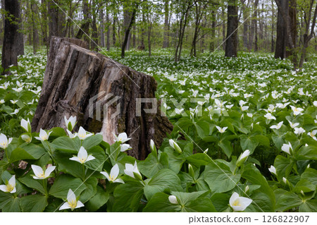 Rokka no Mori: Trillium nigricans 11 Rokka no Mori: Trillium nigricans 11 126822907