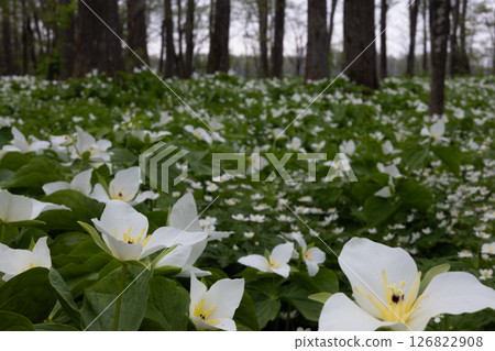 Rokka no Mori: Trillium nigricans 12 Rokka no Mori: Trillium nigricans 12 126822908