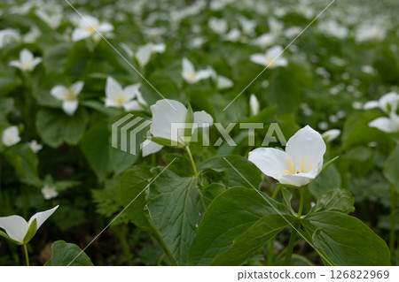 Rokka no Mori: Trillium nigricans 15 Rokka no Mori: Trillium nigricans 15 126822969