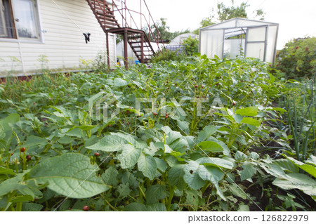 Part of the suburban area covered with seedlings. 126822979