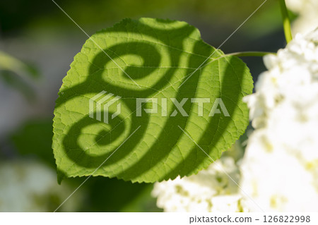 Natural background. Green leaf with a beautiful shadow from a geometric shape with curls. 126822998