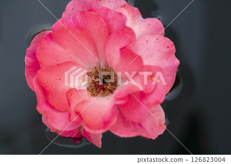 Large flower of open red rose hips in water. Large flower of open red rose hips in water. 126823004