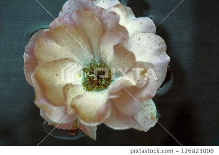 Vintage flowers. Pink mystical rose hips in dark water. Floral background. 126823006