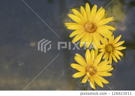 Large yellow flowers in dark water. Large yellow flowers in dark water. 126823011