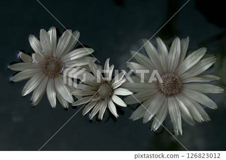 Vintage flower. Pink mystical chrysanthemum in dark water. Floral background. 126823012