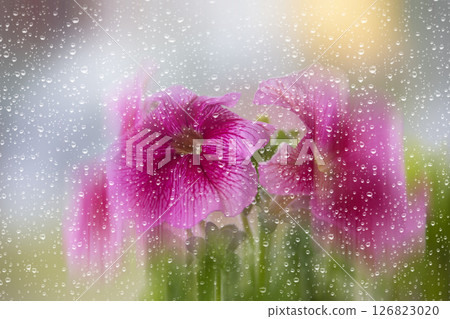 Beautiful petunia flowers blurred through glass with rain drops. 126823020