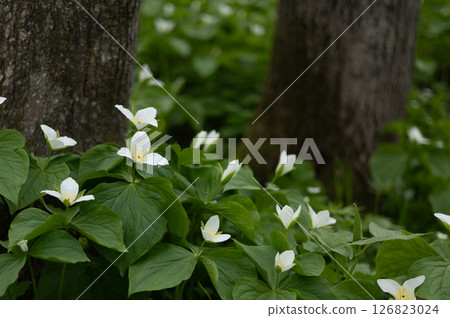Rokka no Mori: Trillium nigricans 17 Rokka no Mori: Trillium nigricans 17 126823024