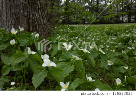 Rokka no Mori: Trillium nigricans 16 Rokka no Mori: Trillium nigricans 16 126823025