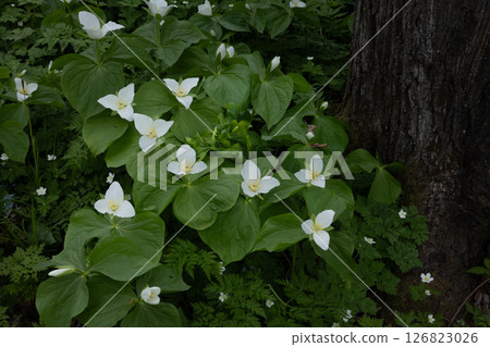 Rokka no Mori: Trillium nigricans 18 Rokka no Mori: Trillium nigricans 18 126823026