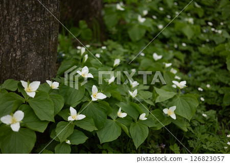 Rokka no Mori: Trillium nigricans 22 Rokka no Mori: Trillium nigricans 22 126823057