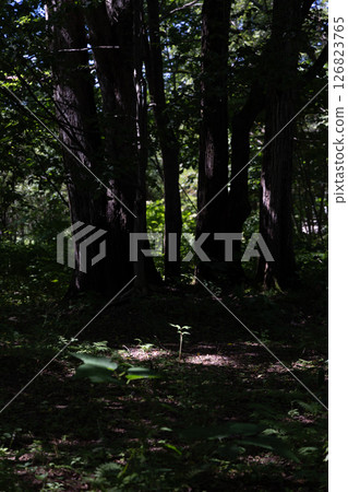 六花之森 F 126823765