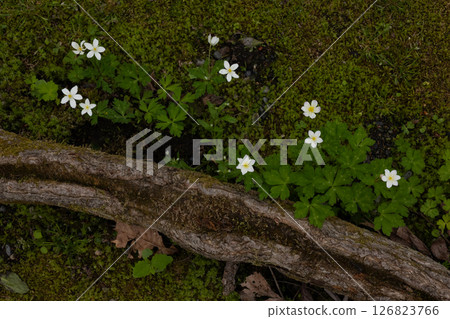 六花之森E 六花之森E 126823766