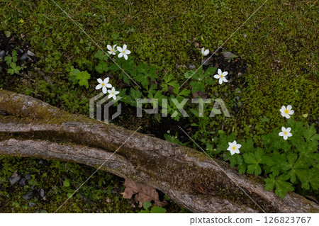 六花之森D 126823767