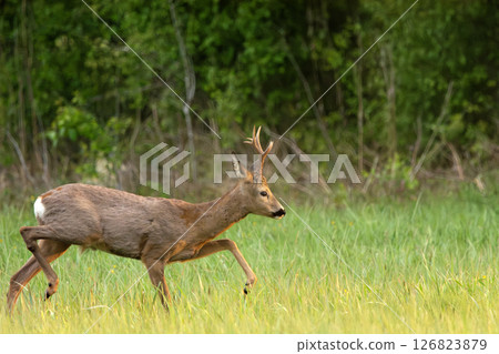 Roe Deer Buck Walking Across a Green Grassy Meadow in Front of a Forest on a Sunny Spring Day Roe Deer Buck Walking Across a Green Grassy Meadow in Front of a Forest on a Sunny Spring Day 126823879