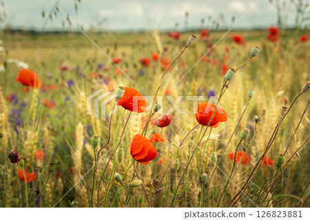 Red poppies and other flowers grow in a grain field 126823881