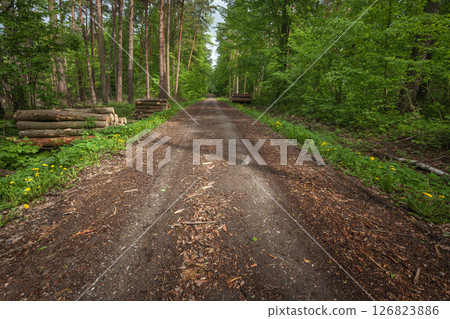 Scenic Dirt Road Through Lush Green Forest in Spring After Rainfall 126823886