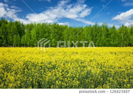 A field of yellow flowering rapeseed and green forest A field of yellow flowering rapeseed and green forest 126823887