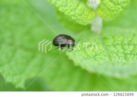 Peppermint Peppermint 126823899