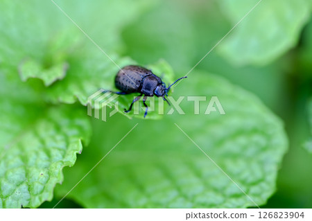 Peppermint 126823904