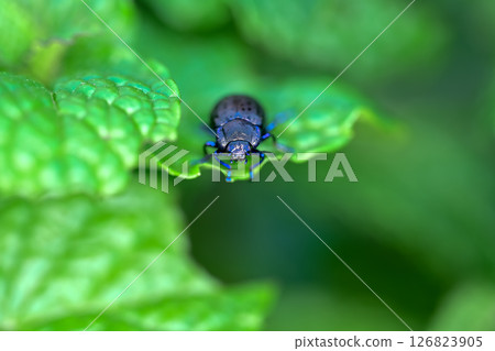Peppermint 126823905