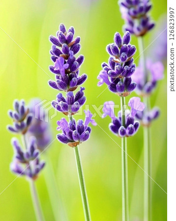 Close-up of a single lavender flower with purple petals on a blurred green background. 126823997