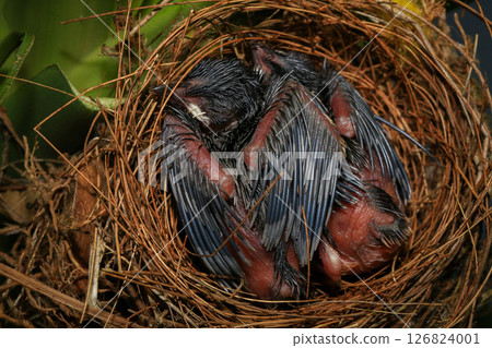 Mother bird feeds her babies in the nest, newborn baby bird in the nest ,Red-whiskered Bulbul Mother bird feeds her babies in the nest, newborn baby bird in the nest ,Red-whiskered Bulbul 126824001