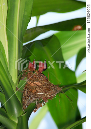 Mother bird feeds her babies in the nest, newborn baby bird in the nest ,Red-whiskered Bulbul Mother bird feeds her babies in the nest, newborn baby bird in the nest ,Red-whiskered Bulbul 126824003