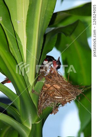 Mother bird feeds her babies in the nest, newborn baby bird in the nest ,Red-whiskered Bulbul Mother bird feeds her babies in the nest, newborn baby bird in the nest ,Red-whiskered Bulbul 126824005