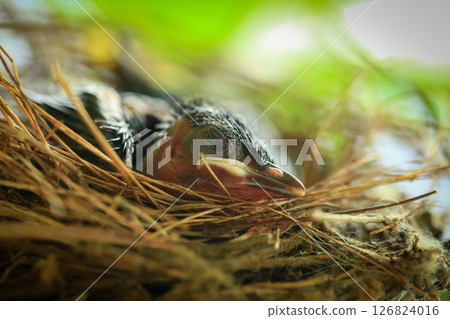 Mother bird feeds her babies in the nest, newborn baby bird in the nest ,Red-whiskered Bulbul Mother bird feeds her babies in the nest, newborn baby bird in the nest ,Red-whiskered Bulbul 126824016