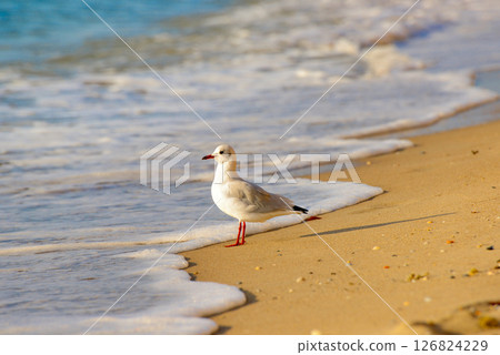 Seagull on the beach . Seagull on the beach . 126824229