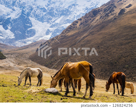 Gorgeous horses grazing the grass at the base camp of Humantay lake, Cusco region, Peru Gorgeous horses grazing the grass at the base camp of Humantay lake, Cusco region, Peru 126824256