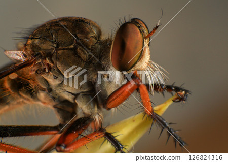 Close up of robber fly (Asilidae) on black background, Macro shot of robber fly on a plant. Macro photography. Close up of robber fly (Asilidae) on black background, Macro shot of robber fly on a plant. Macro photography. 126824316