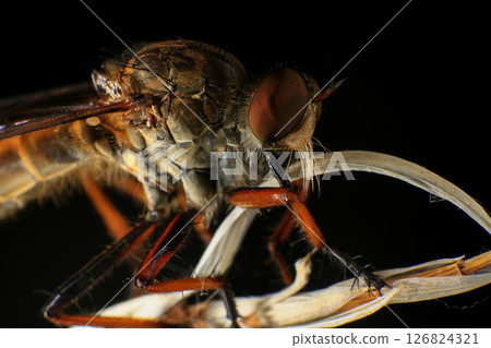 Close up of robber fly (Asilidae) on black background, Macro shot of robber fly on a plant. Macro photography. 126824321