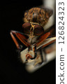 Close up of robber fly (Asilidae) on black background, Macro shot of robber fly on a plant. Macro photography. 126824323