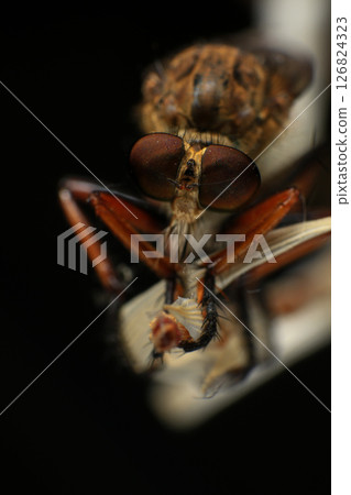 Close up of robber fly (Asilidae) on black background, Macro shot of robber fly on a plant. Macro photography. Close up of robber fly (Asilidae) on black background, Macro shot of robber fly on a plant. Macro photography. 126824323