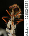 Close up of robber fly (Asilidae) on black background, Macro shot of robber fly on a plant. Macro photography. 126824324