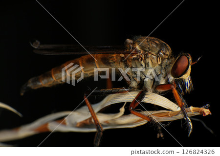 Close up of robber fly (Asilidae) on black background, Macro shot of robber fly on a plant. Macro photography. 126824326