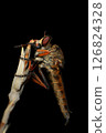 Close up of robber fly (Asilidae) on black background, Macro shot of robber fly on a plant. Macro photography. 126824328