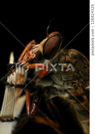 Close up of robber fly (Asilidae) on black background, Macro shot of robber fly on a plant. Macro photography. 126824329