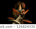 Close up of robber fly (Asilidae) on black background, Macro shot of robber fly on a plant. Macro photography. 126824330