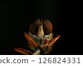 Close up of robber fly (Asilidae) on black background, Macro shot of robber fly on a plant. Macro photography. 126824331