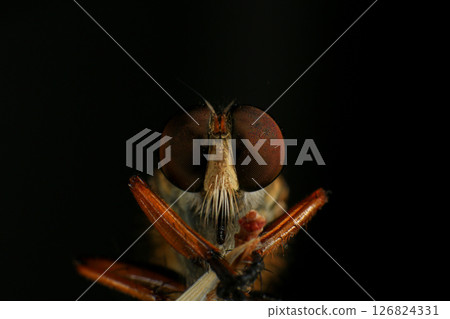 Close up of robber fly (Asilidae) on black background, Macro shot of robber fly on a plant. Macro photography. 126824331