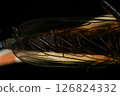 Close up of robber fly (Asilidae) on black background, Macro shot of robber fly on a plant. Macro photography. 126824332