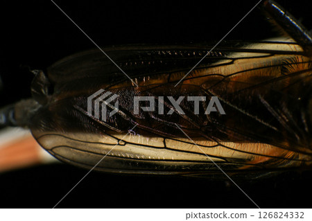 Close up of robber fly (Asilidae) on black background, Macro shot of robber fly on a plant. Macro photography. 126824332