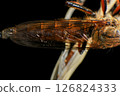 Close up of robber fly (Asilidae) on black background, Macro shot of robber fly on a plant. Macro photography. 126824333