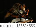 Close up of robber fly (Asilidae) on black background, Macro shot of robber fly on a plant. Macro photography. 126824335