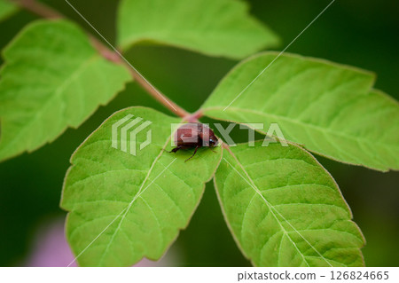 An insect that appears to be a black beetle before it turns black 126824665